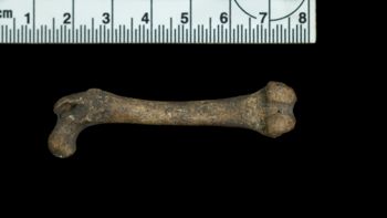 Media type: image;   Mammalogy 51077 Description: Posterior view of R femur (focus on distal end);